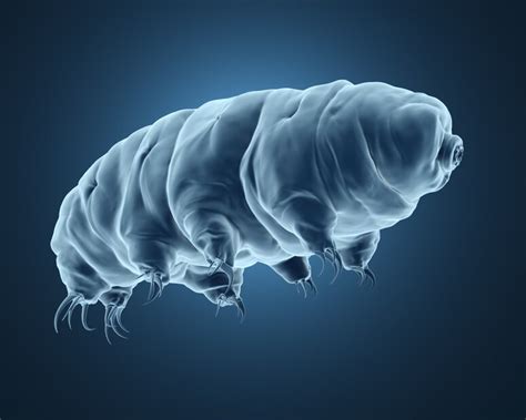 Tardigrades : ఈ జీవిలో ఉన్న ప్రోటీన్ మనిషికి లభిస్తే వృద్ధాప్యం రాదు ...