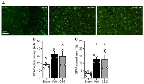 Cannabigerol Modulates Cannabinoid Receptor Type 2 Expression in the ...