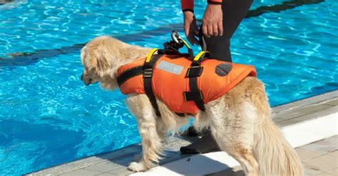 Dogs Swim Lessons 的图像结果