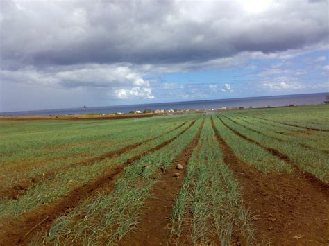 Mauritius Agriculture News: Agriculture – Racing towards Food Security
