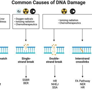 Image result for DNA Problem