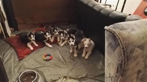 süße Husky in Selters | Tiere | Kleinanzeigen