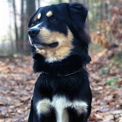 Bernorgi | Bernese Mountain Dog & Corgi Crossbreed