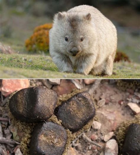 Wombats poops are cubed shaped : r/interestingasfuck