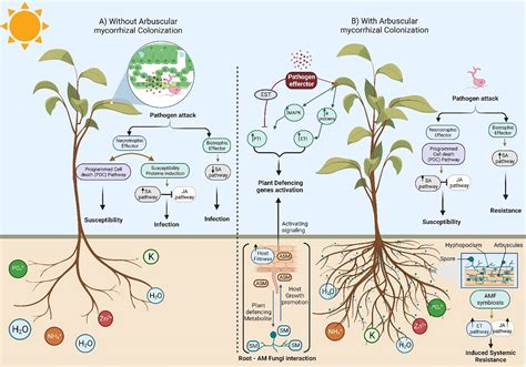 Penicillium Chrysogenum Life Cycle