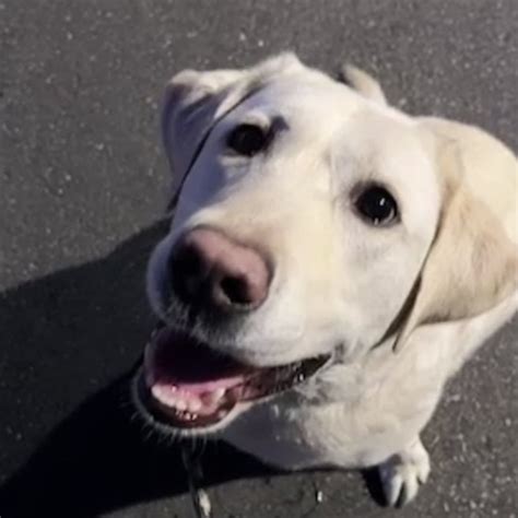 Image result for Live Periscope Example