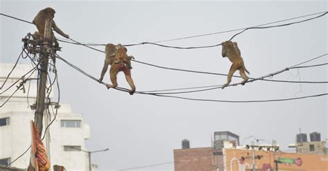 Culling cattle, dogs, monkeys is necessary to curb India’s feral animal ...