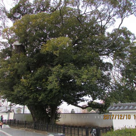 OSHI TREE OF MITO CASTLE REMAINS (2025) All You Need to Know BEFORE You ...