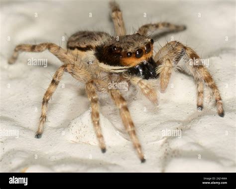 Gray Wall Jumping Spider (Menemerus bivittatus) Arachnida Stock Photo ...