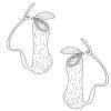 Information on two insectovorous plants with diagram - Brainly.in