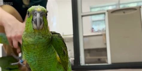 Chirping leads Miami airport officials to smuggled parrot eggs
