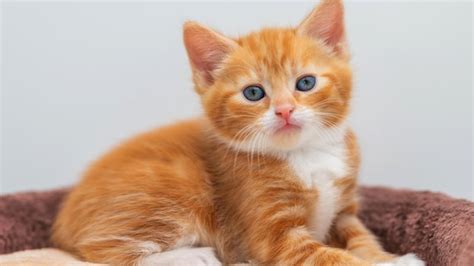 Image result for Cat Using Computer Meme