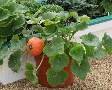 गमले में आप भी आसानी से कद्दू का पौधा उगा सकती हैं, जानिए कैसे | how to ...