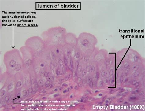 Transitional Epithelium Diagram