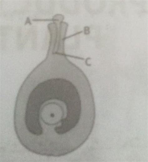 1. Name the structure A, B and C.2. Explain how structure B carries out ...