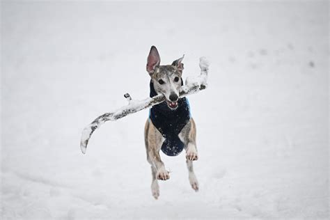 Southern Dogs Experiencing Snow For The First Time Is Super ...