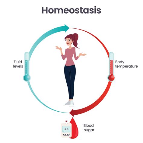 Homeostasis Free Science Lessons 的图像结果