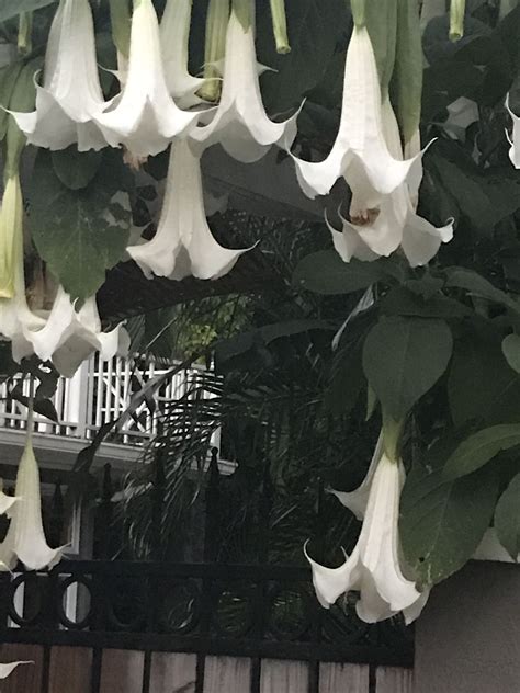 Angel Trumpets: Exotic White Flowers Hanging from Tree Branches