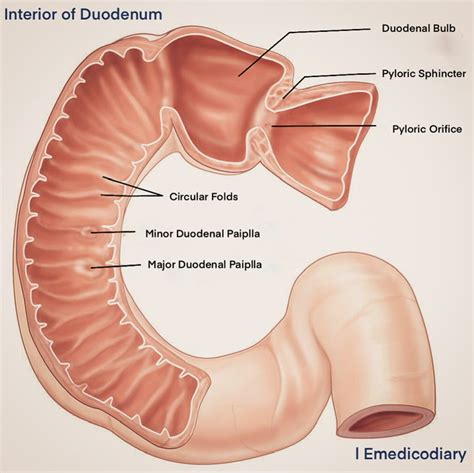 Image result for Duodenum Part