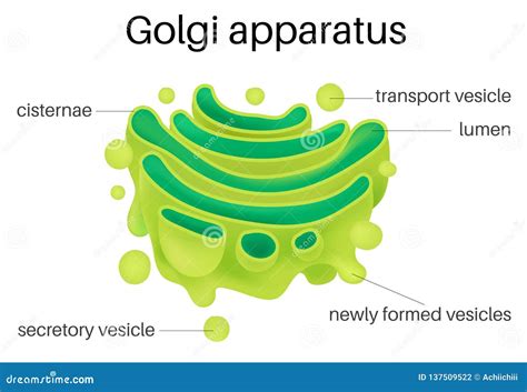 Structure of Golgi Apparatus Stock Vector - Illustration of nucleus ...