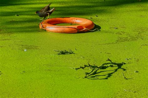 EXPLORING THE WATER FEATURES IN BUSHY PARK - DUCK POND PLUS A LAKE AND BRIDGES - HEADLESS SOUTH ...