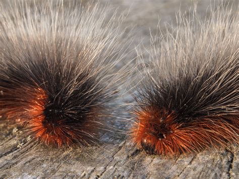 Photo of Two garden tiger moth caterpillars