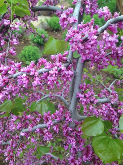 Cercis canadensis var. texensis 'Traveller' - Texas Redbud | Myriad ...