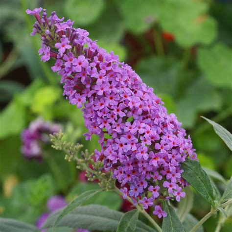 All About Buddleia