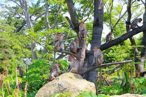ZooLex Image - Macaques on top of the hill