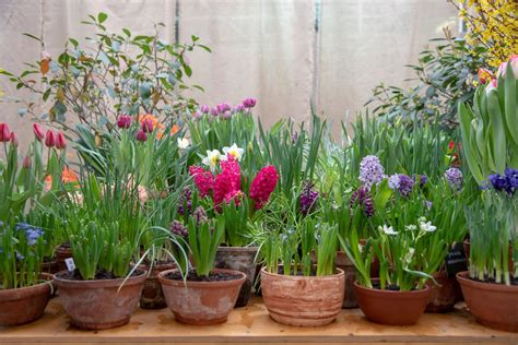 12 Tips for Planting Bulbs in Pots and Containers - The Arches
