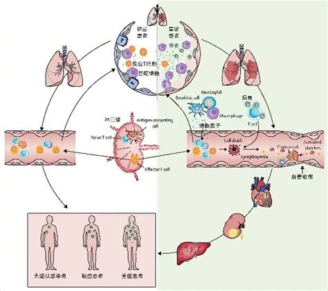 科学网—[转载]肠道微生物群与五种癌症的相互作用：致癌 -> 治疗 -> 预后 - 牛耀芳的博文