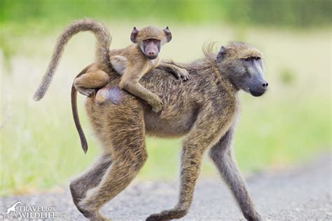 Image result for Bug Infested Baby Monkey