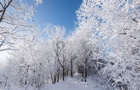 冬季雪松景观摄影图__自然风景_自然景观_摄影图库_昵图网nipic.com