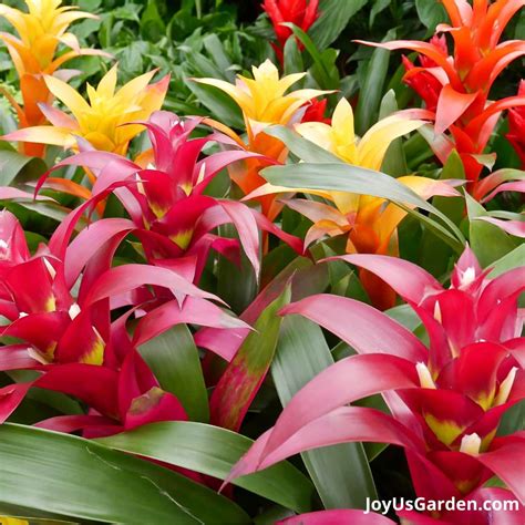 Tropical Bromeliad Plant Care Guzmania Lingulata 'Scarlet Star' Plant