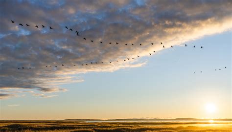 Crane Watching in Mecklenburg-Vorpommern