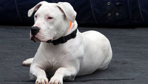 Pet Dogo Argentino: Personality, Diet & Care - Lil Pet