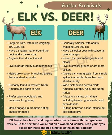 Elk vs. Deer: What Are the Differences? • 7ESL
