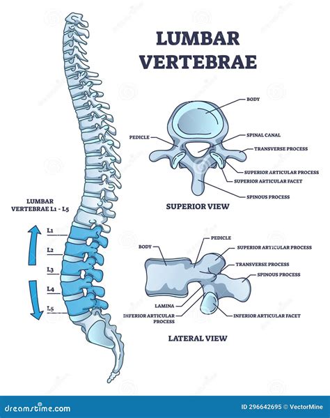 Lumbar Vertebrae Diagram Fractures Of The Thoracic And Lumbar Spine