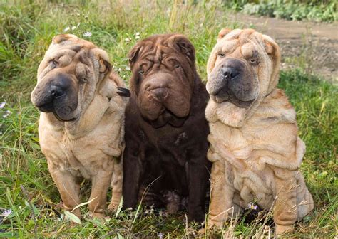 Shar-Pei: Dog Breed Characteristics & Care