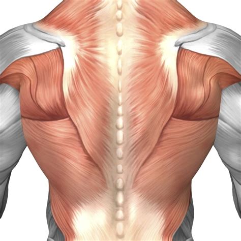 Back Muscle 的图像结果