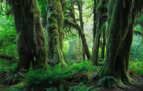 Wallpaper forest, trees, thickets, branch, trunks, moss, fern for ...