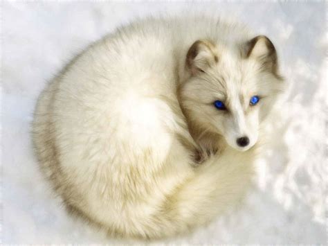 Baby Arctic Fox Wallpapers - Top Free Baby Arctic Fox Backgrounds ...