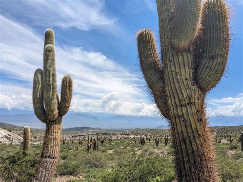 Free picture: The saguaro cactus (Carnegiea gigantea) in a desert