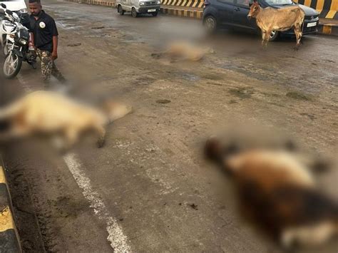 Four cattle died in an accident on the bridge of Goyandi Bhata village ...