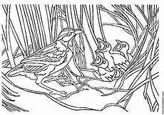 malvorlage vogel im nest malvorlage vogel mit nest kostenlose ausmalbilder zum malvorlage vogel im nest malvorlage vogel mit nest kostenlose ausmalbilder zum