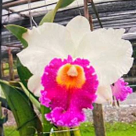 Cattleya Orchid Plant Rlc.Ann Joy #1 Mature - Ready To Flower