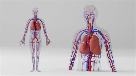 3D Model: Human Body - Human Circulatory System - Twinkl