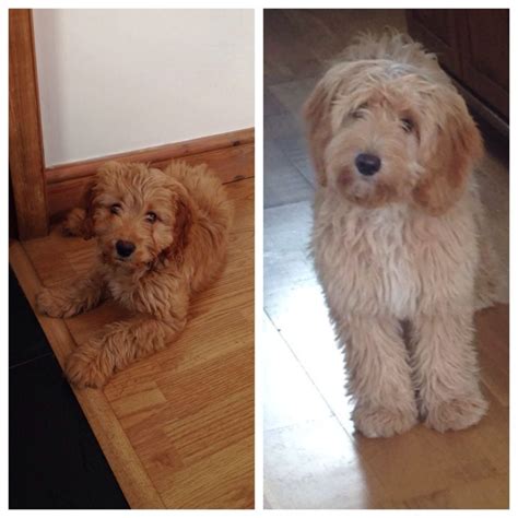 Image result for Cockapoo vs Goldendoodle