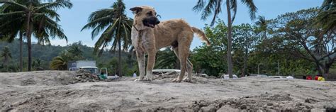 Volcano ‘Taal’ erupted in the Philippines - FOUR PAWS International ...