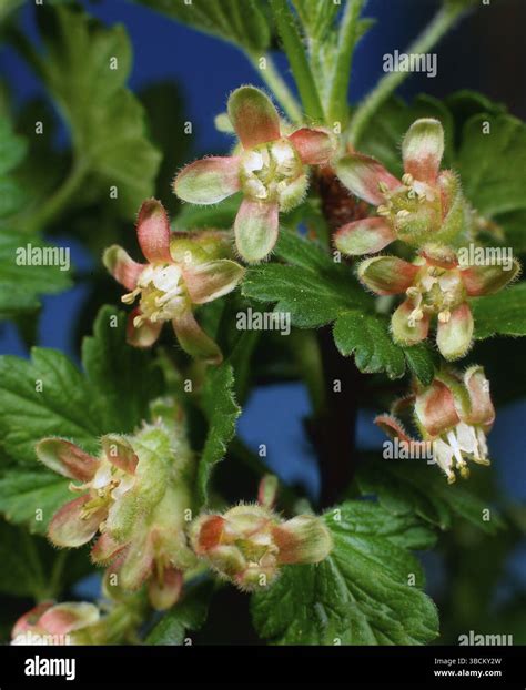 Gooseberry blossom, Gooseberry (Ribes uva-crispa), flowers, useful plants, Gooseberry family ...